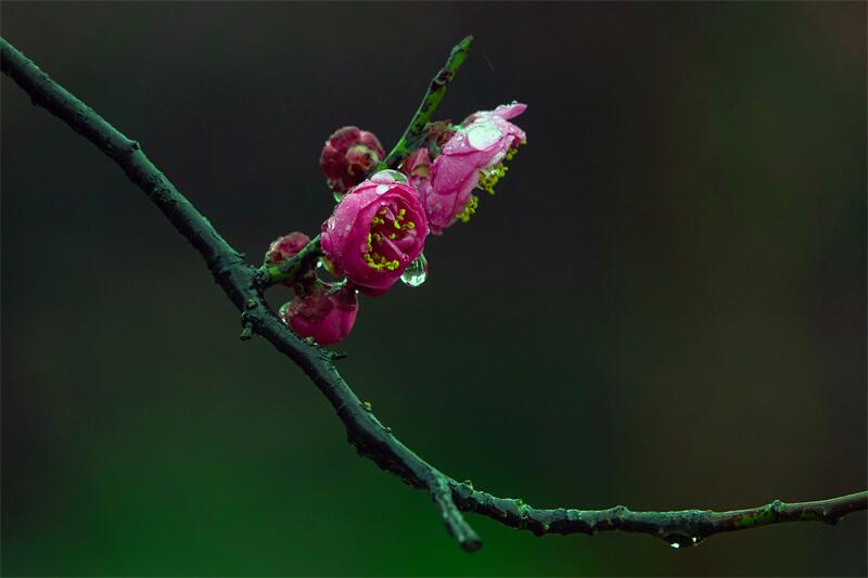 1.淡烟微雨凝春色.jpg