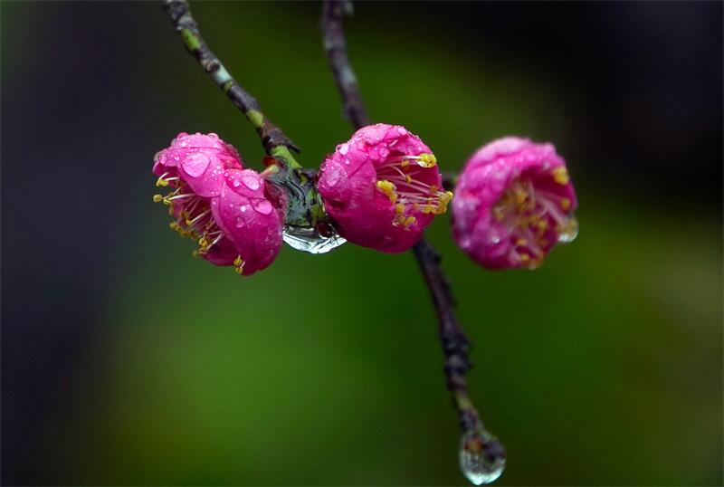 2.细雨流香惹人怜.jpg