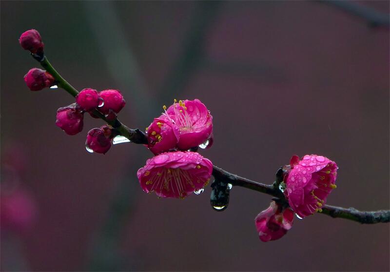 3.一枝红梅带春雨.jpg