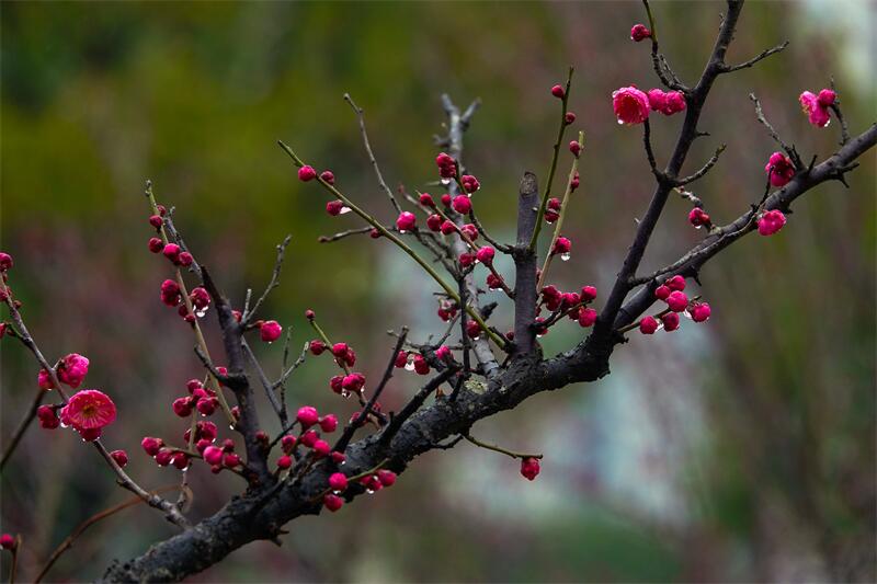 22.和风和雨点苔枝.jpg