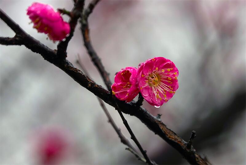 23.和风细雨梅香处.jpg