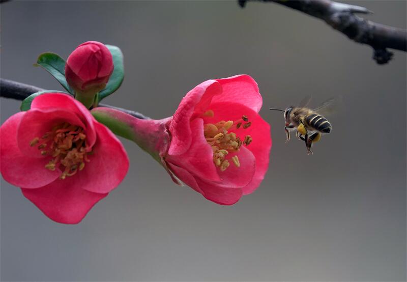 6.红蕊初绽吐芳菲.jpg