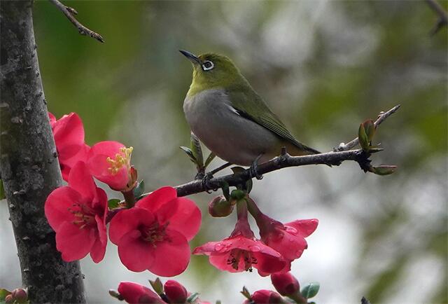 雀上花枝.jpg