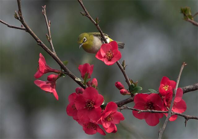 小鸟依花.jpg