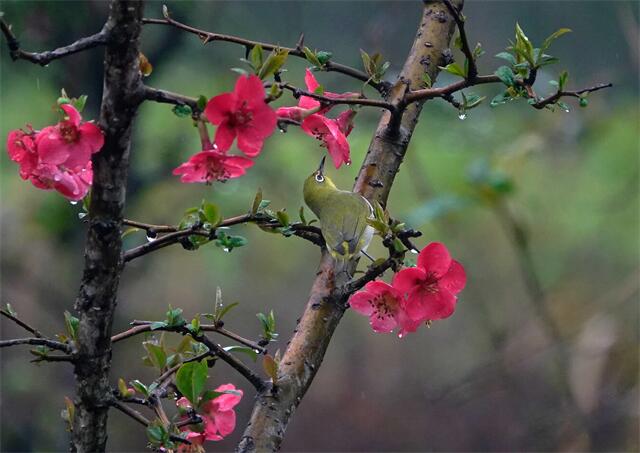 寻蜜花蕊.jpg