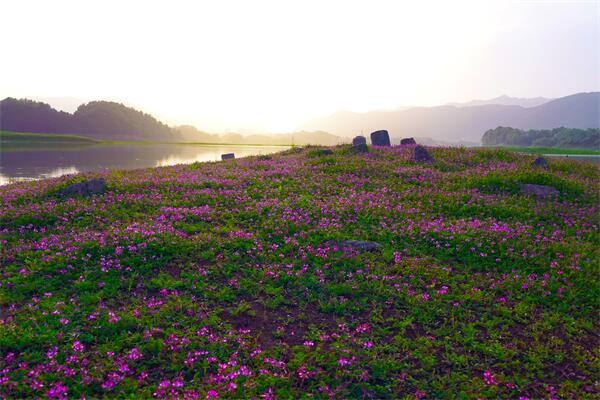 3.春去花还在.jpg