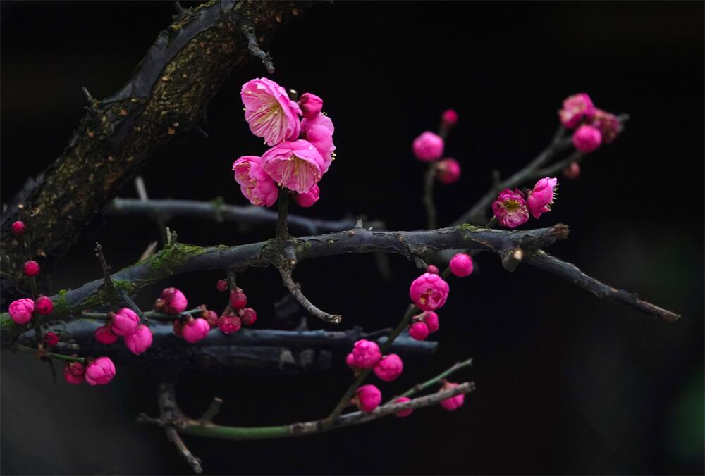 3.清风细雨湿芳蕊.jpg