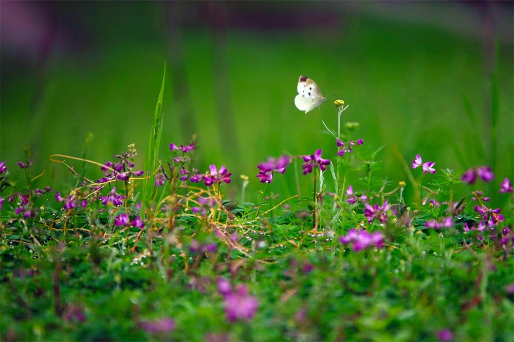 11.人间尽似逢花雨，莫爱芳菲湿绮罗。.jpg